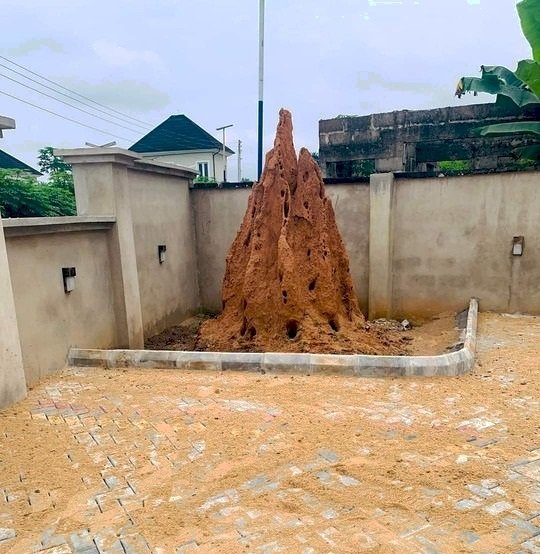 Man Building A House Came Across Ant Hill And Preserved It: