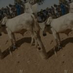 Is This Cow Cheap N475K? The Cow We Bought For N475K Yesterday And Shared-Nairaland User: